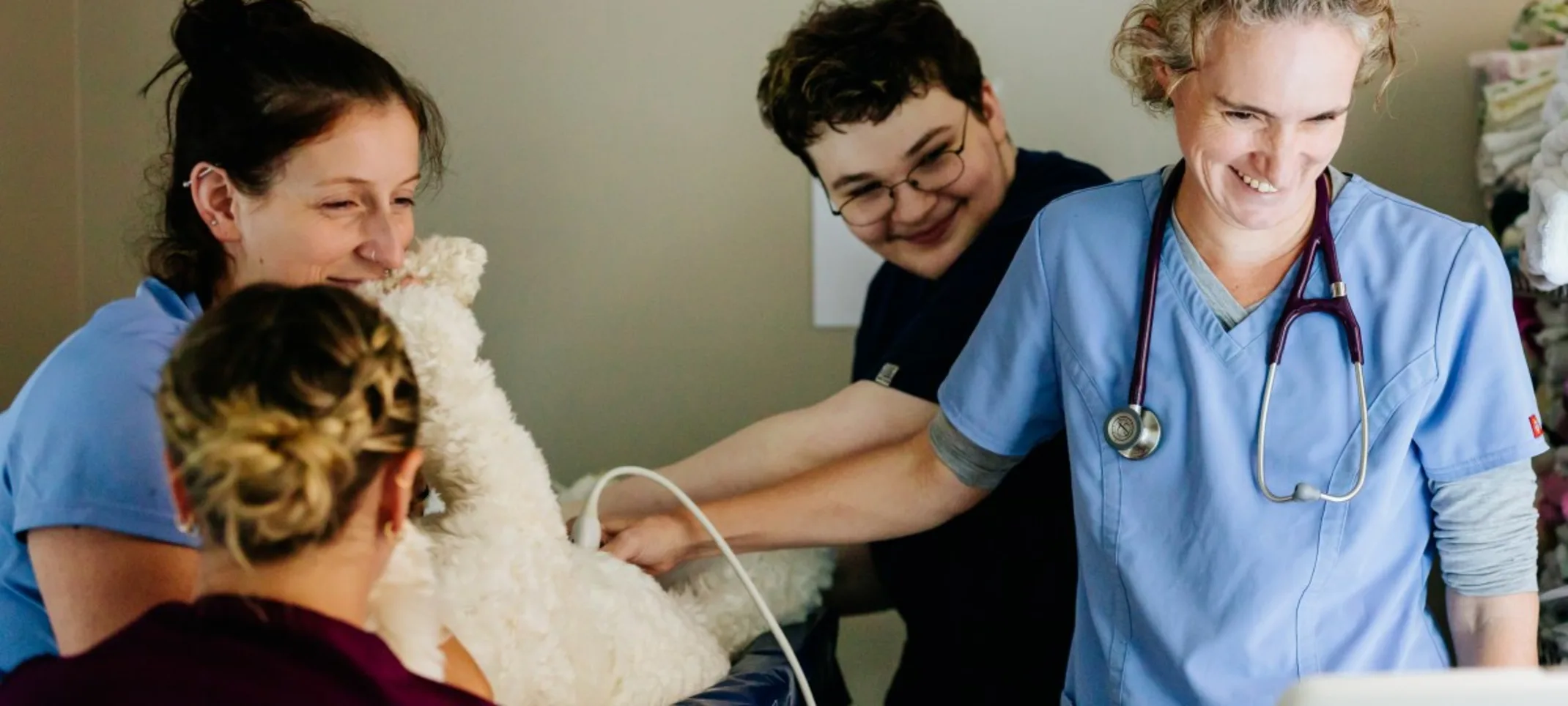 Staff performing diagnostic ultrasound on dog Staff performing diagnostic ultrasound on dog