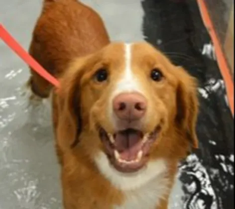 a dog receiving water rehabilitation therapy