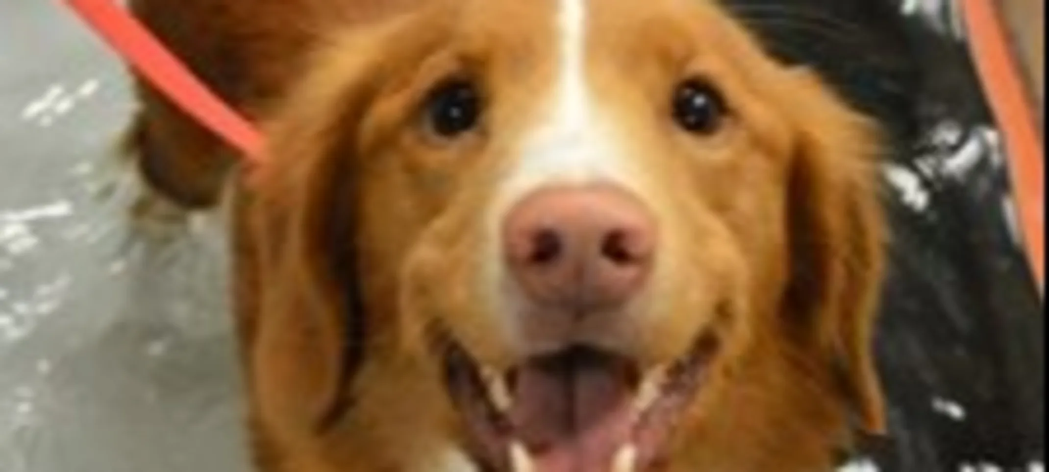 a dog receiving water rehabilitation therapy a dog receiving water rehabilitation therapy