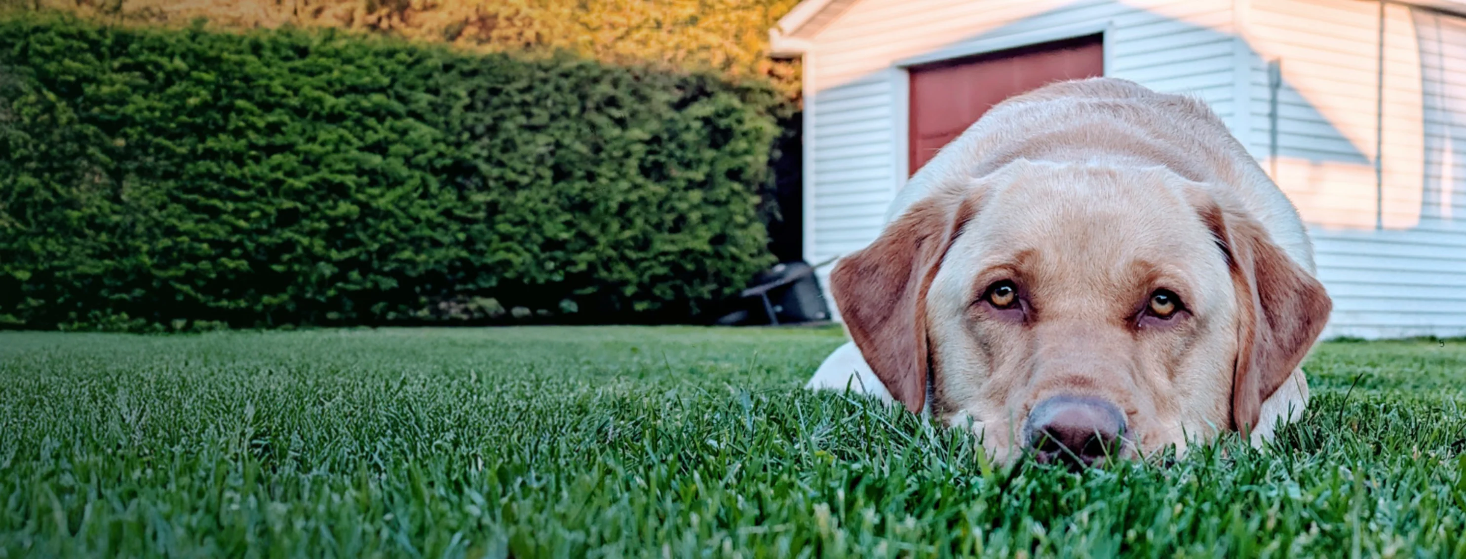 Dog Laying in the Grass Dog Laying in the Grass