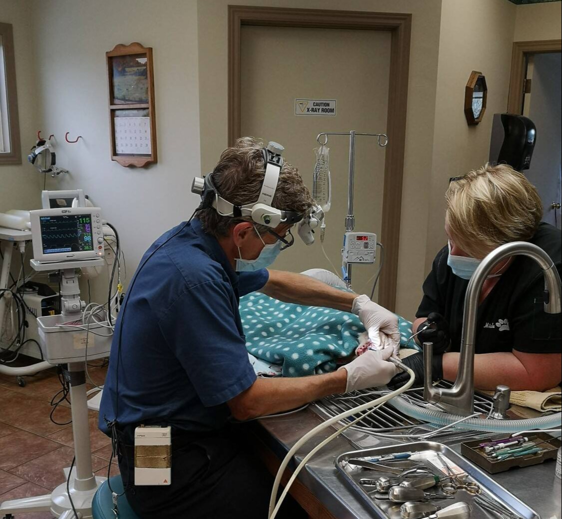 Dentists working on a pet at Three Islands Veterinary Services