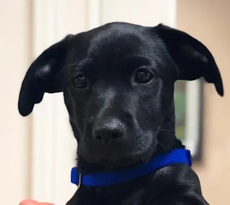 Dog being held Dog being held