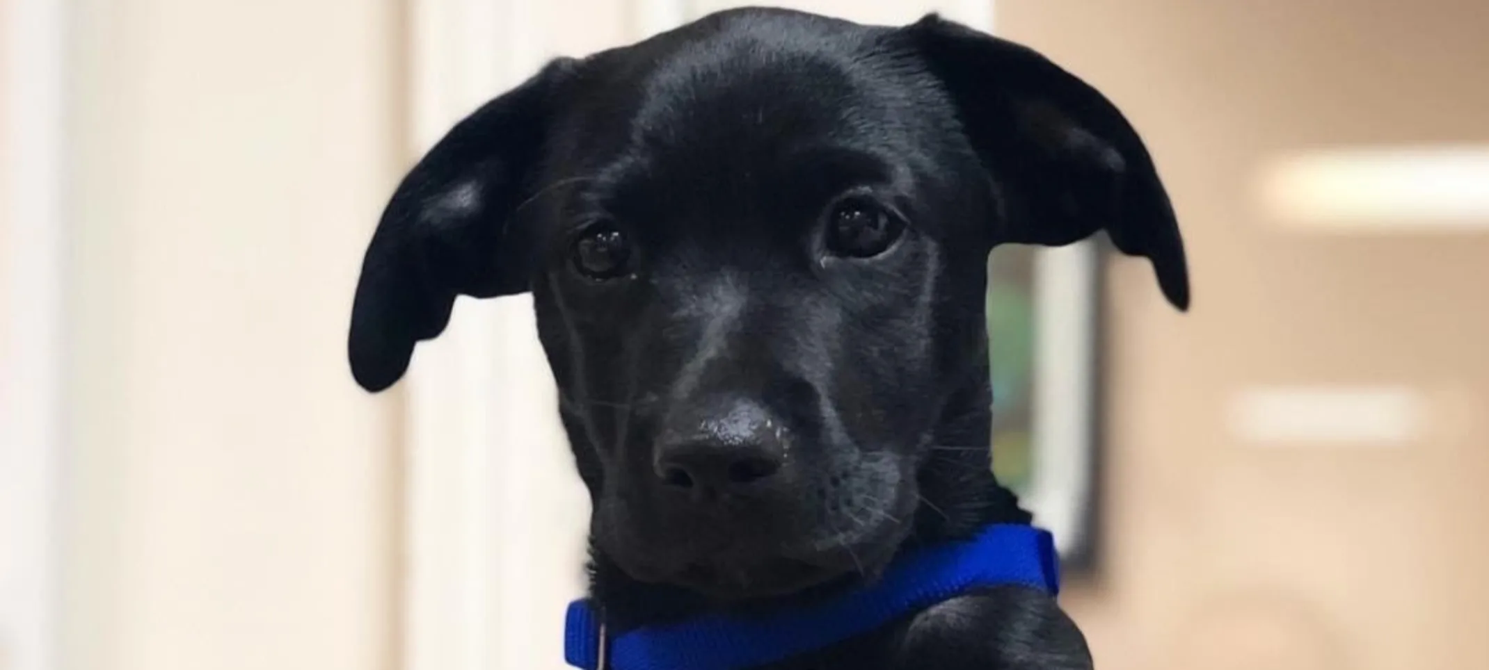 Dog being held