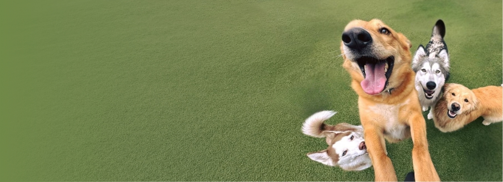 Dogs smiling looking up