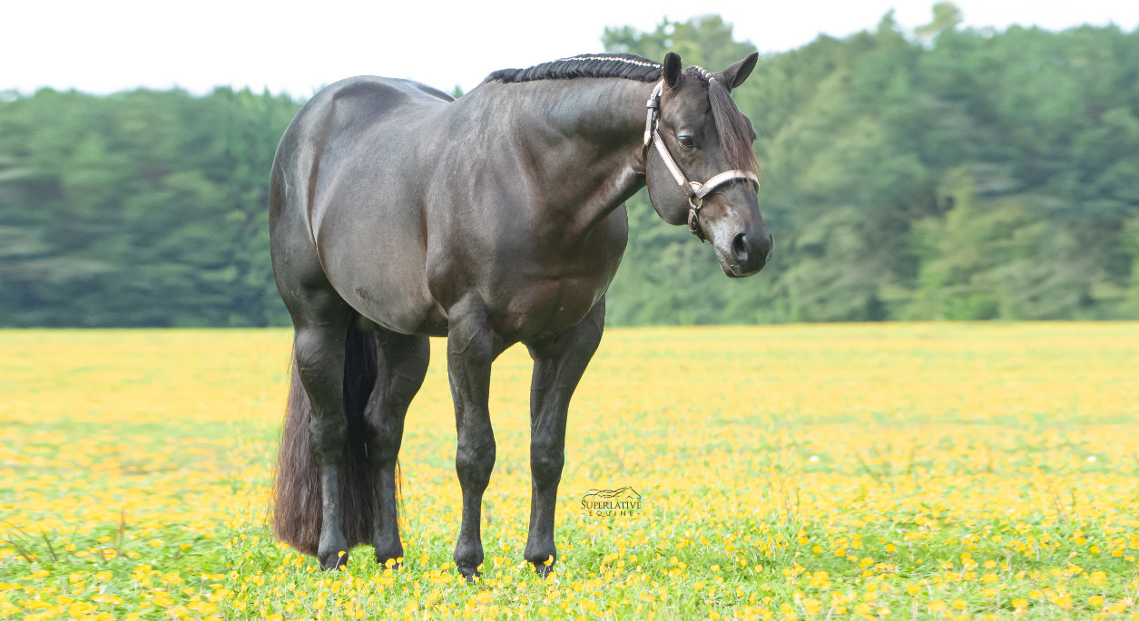 SST Festus, a dark grayish/brown horse