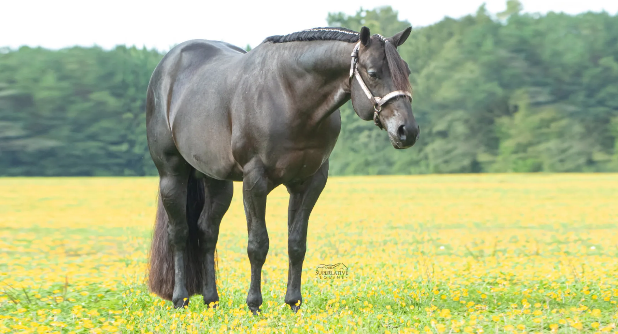 SST Festus, a dark grayish/brown horse