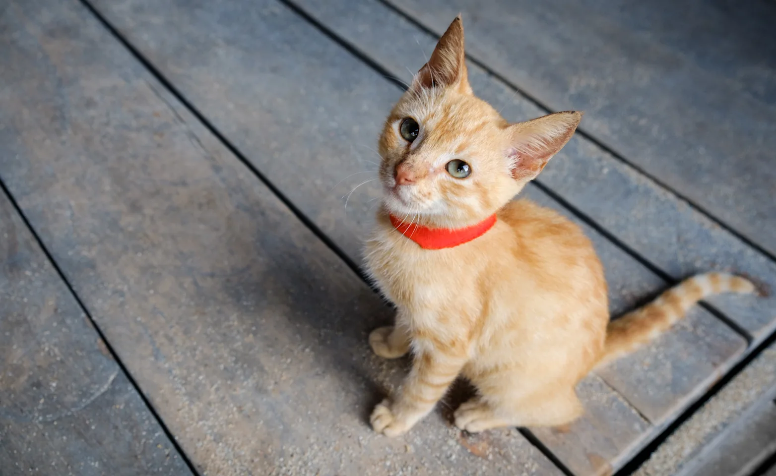 Kitten on Wood Floor Kitten on Wood Floor