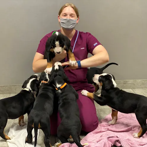 Glen Ellyn staff member kneeling while holding a dog, and being surrounded by 5 dogs Glen Ellyn staff member kneeling while holding a dog, and being surrounded by 5 dogs