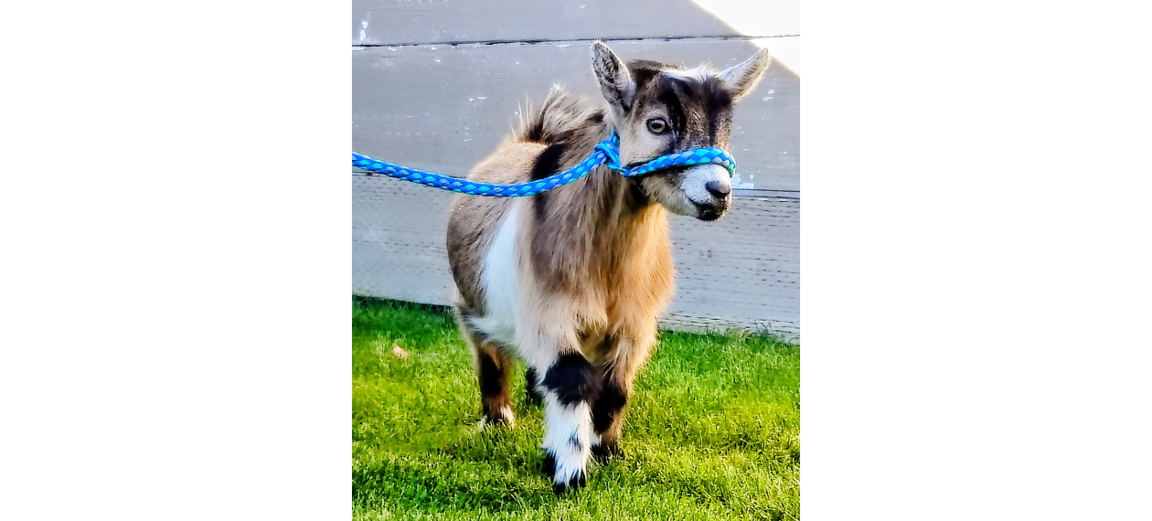 Goat Standing on Grass at Prineville Veterinary Clinic