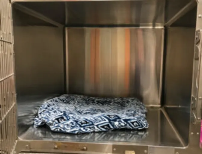 Kitty Boarding Kitty Boarding