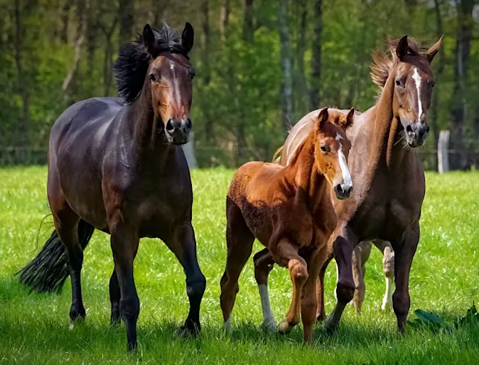 Family of Horses