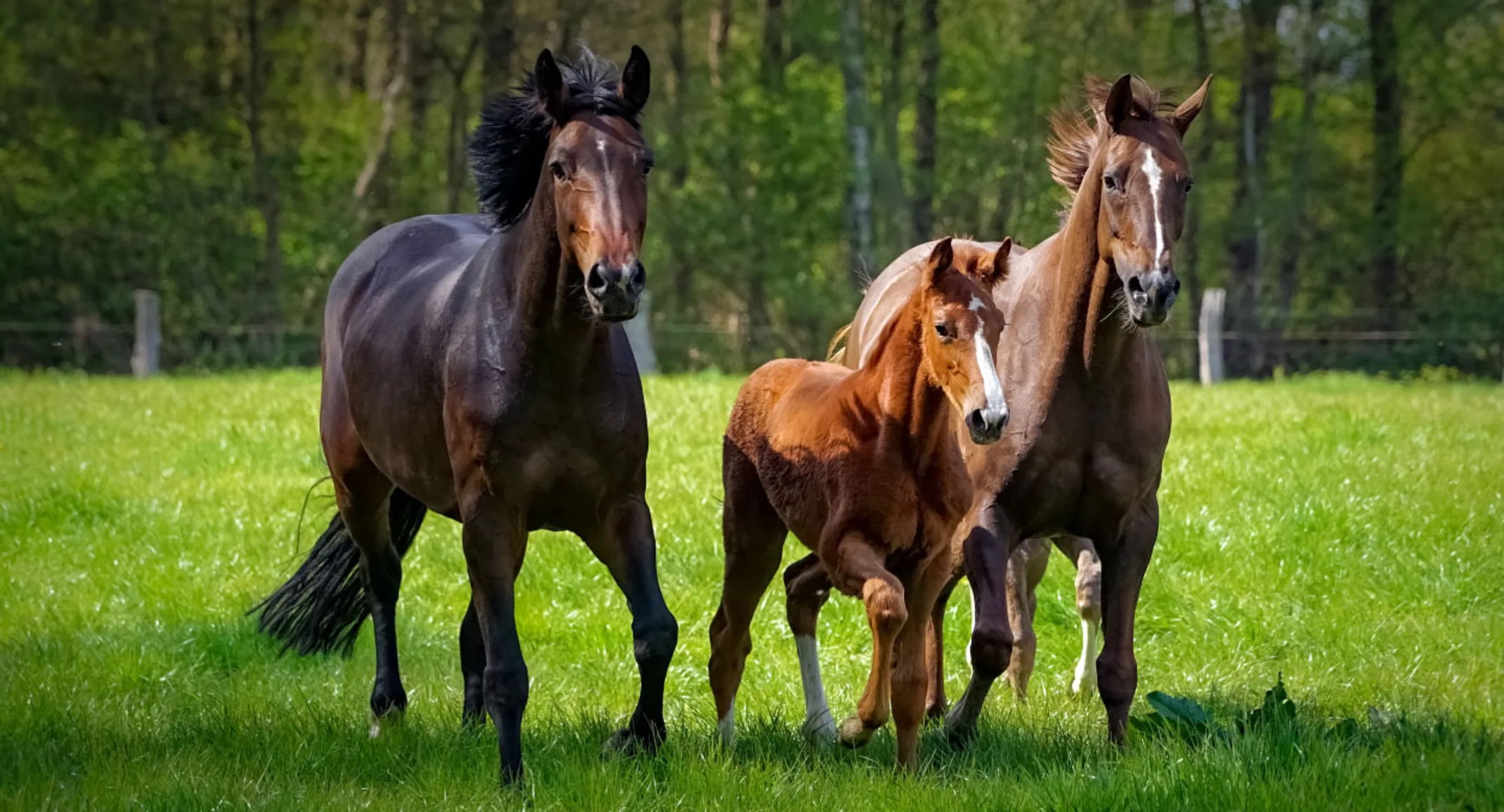 Family of Horses