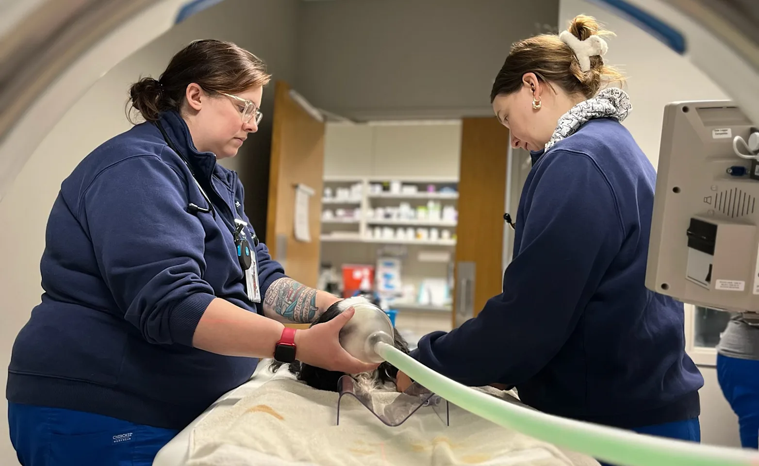 Two veterinarians looking at a CT scan Two veterinarians looking at a CT scan