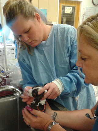 Staff treating a small dog at Quail Hollow Animal Hospital
