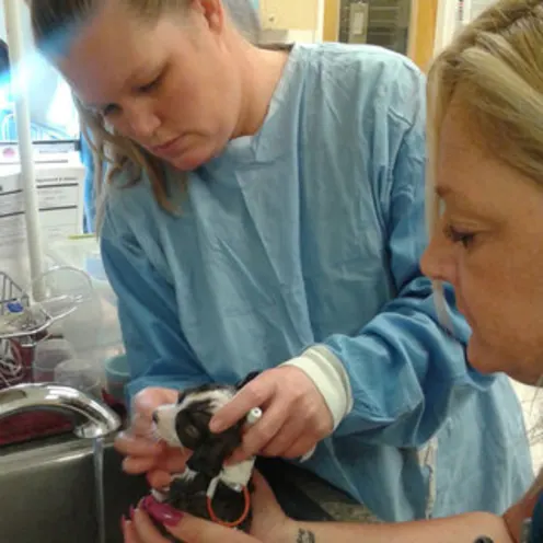Staff treating a small dog at Quail Hollow Animal Hospital