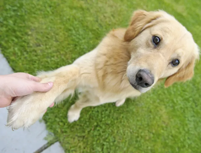Dog being trained with handing paw
