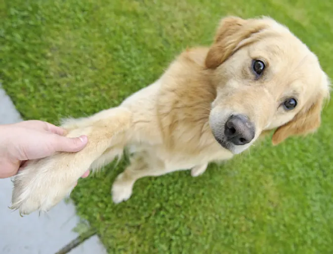 Dog being trained with handing paw Dog being trained with handing paw