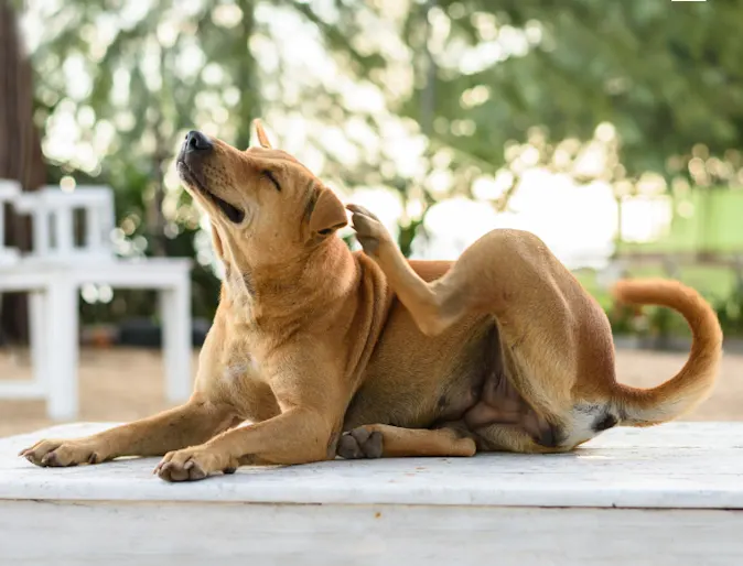 Dog Lying Down Scratching Ears