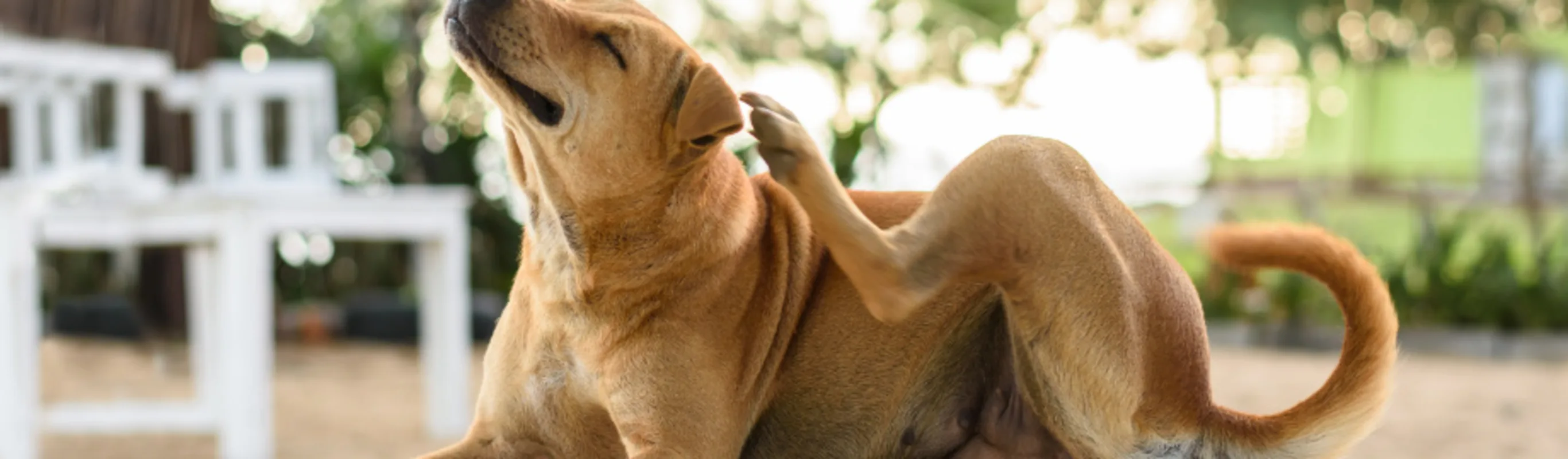 Dog Lying Down Scratching Ears Dog Lying Down Scratching Ears