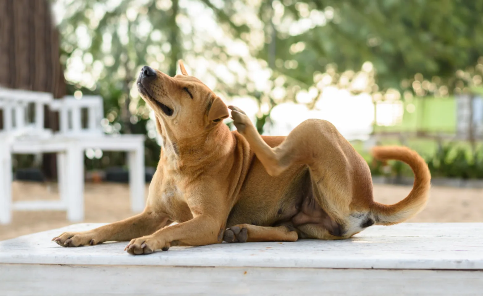 Dog Lying Down Scratching Ears