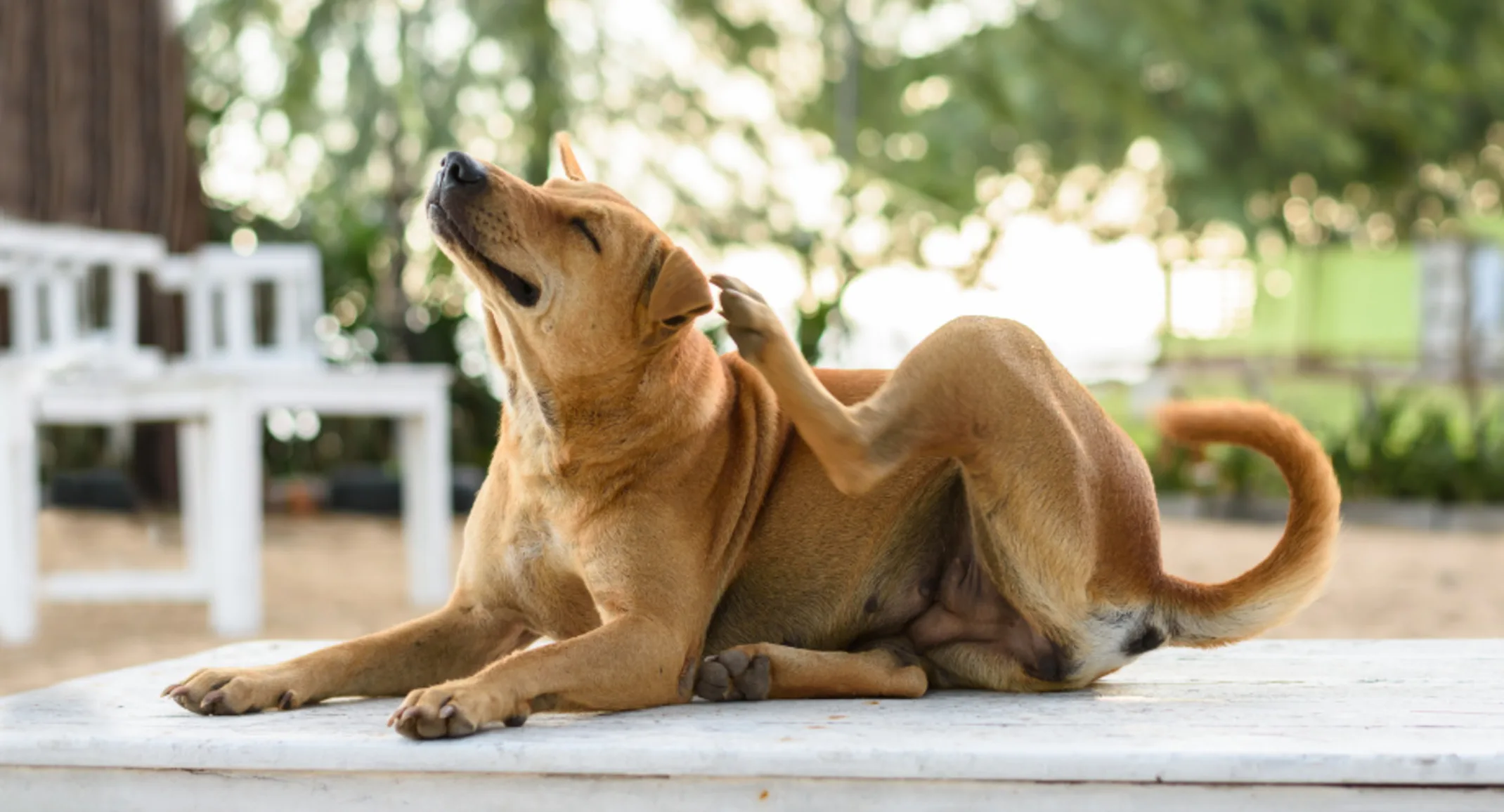 Dog Lying Down Scratching Ears Dog Lying Down Scratching Ears