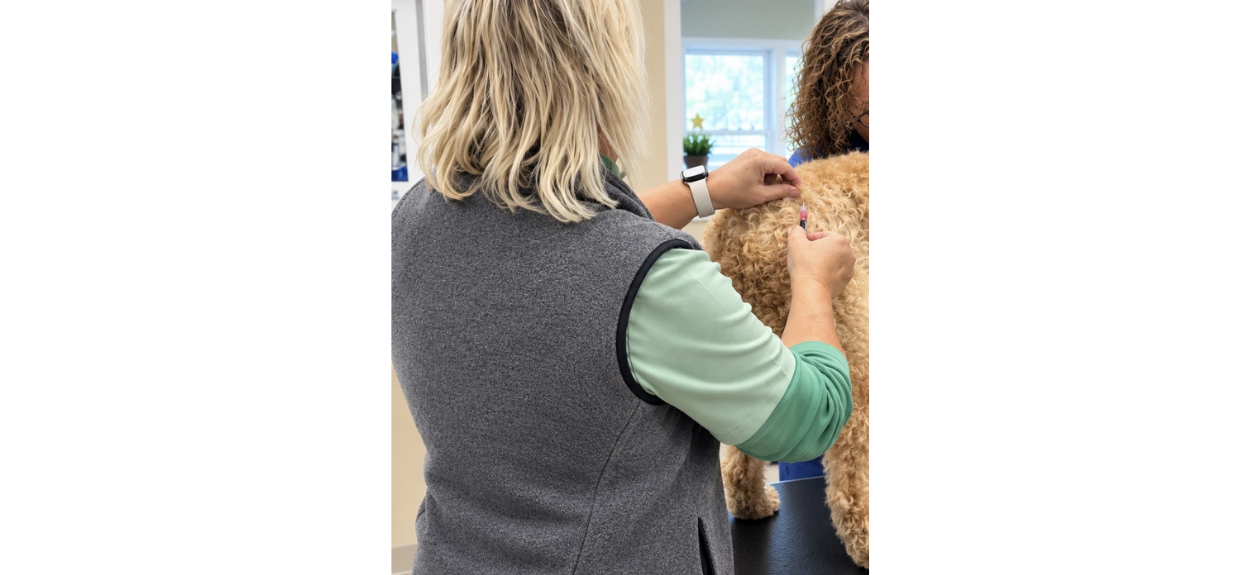 Staff Giving Brown Dog a Vaccine