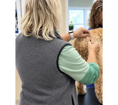Staff Giving Brown Dog a Vaccine Staff Giving Brown Dog a Vaccine