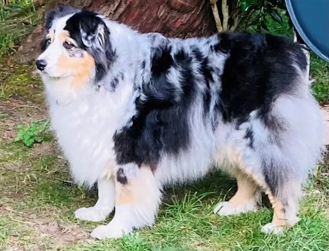 Boudreaux on grass Boudreaux on grass