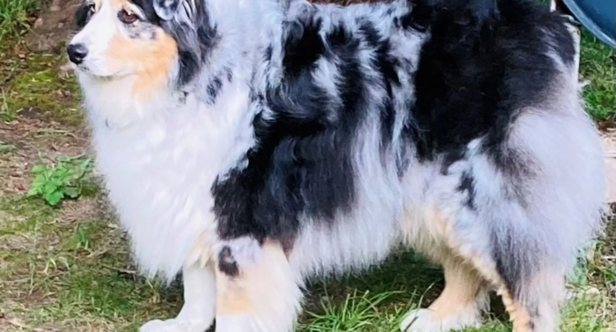 Boudreaux on grass Boudreaux on grass