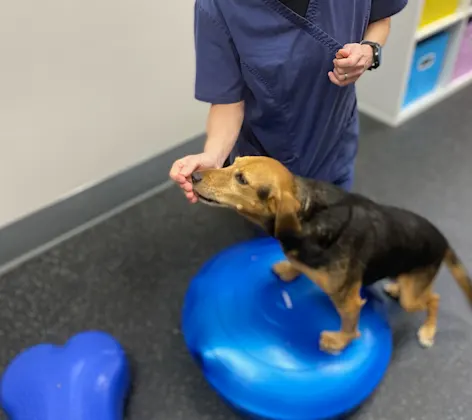A dog receiving rehab with a specialist A dog receiving rehab with a specialist