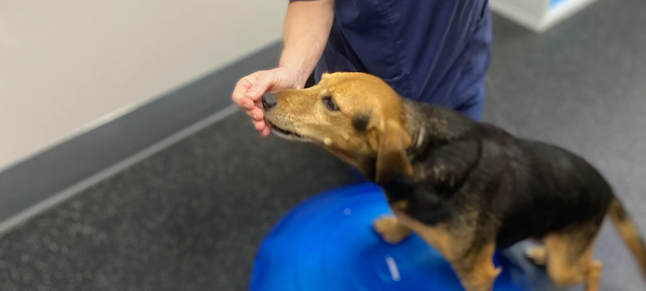 A dog receiving rehab with a specialist A dog receiving rehab with a specialist