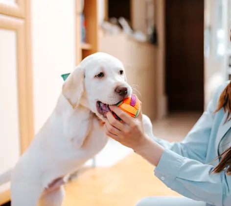 woman playing with puppy