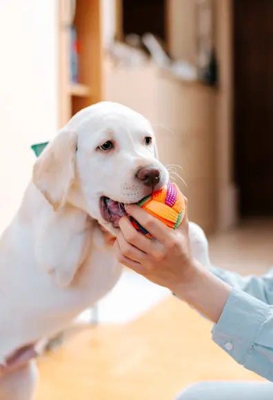 woman playing with puppy woman playing with puppy
