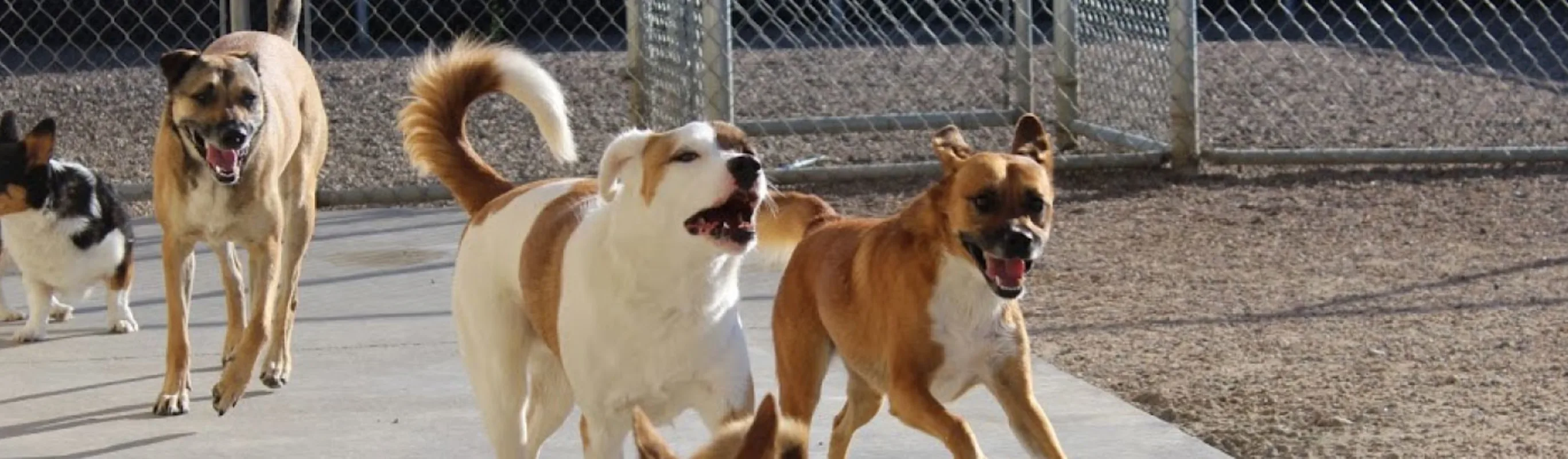 Dogs running around Dogs running around