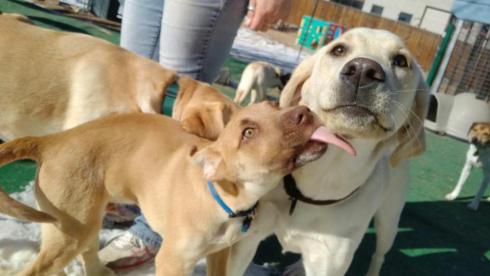 Bowhaus (Erie) Dogs Playing