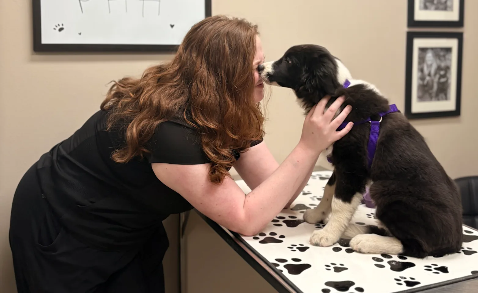 Vet kissing dog Vet kissing dog