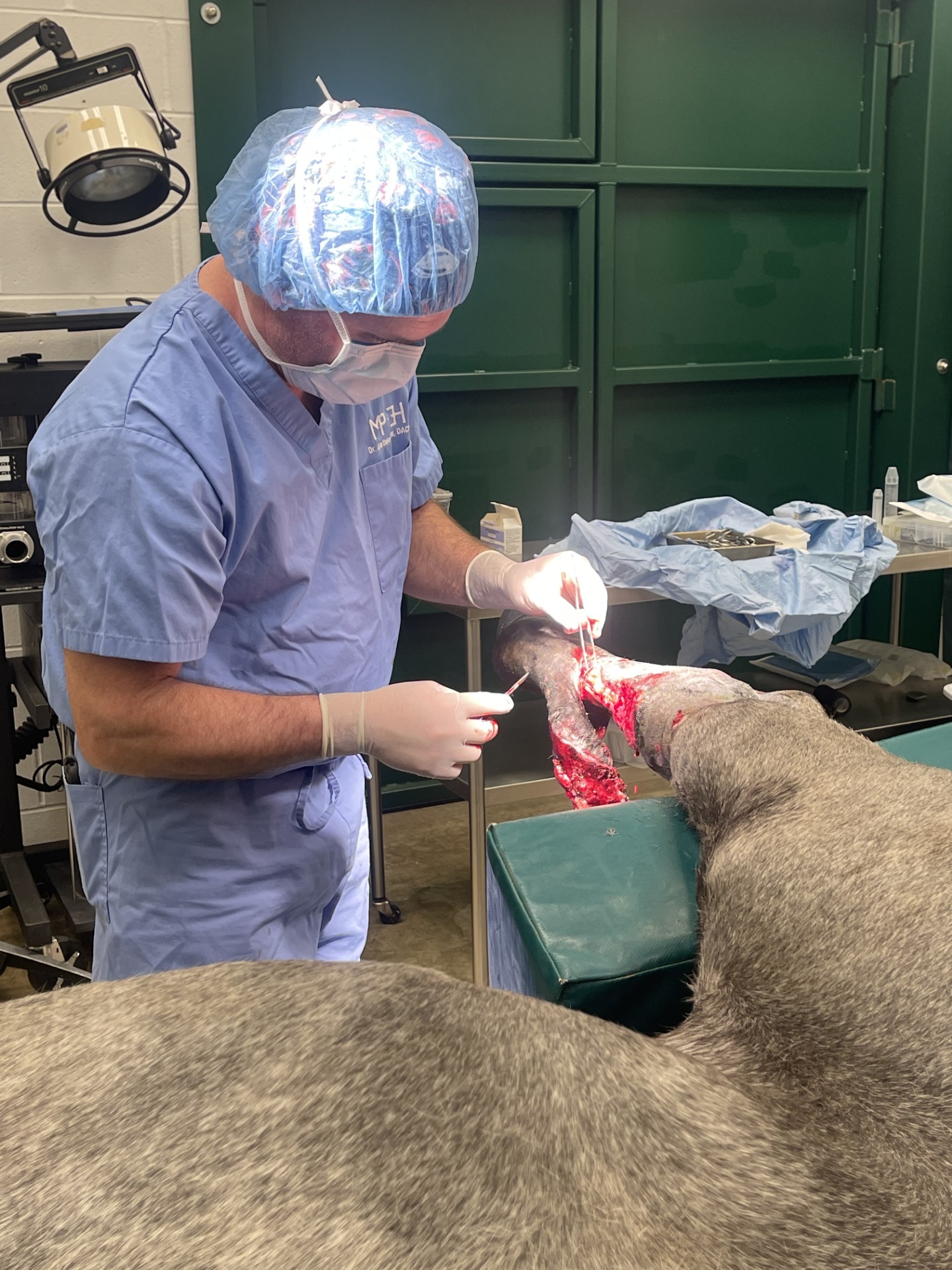 vets helping horse during surgery