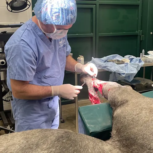 vets helping horse during surgery vets helping horse during surgery