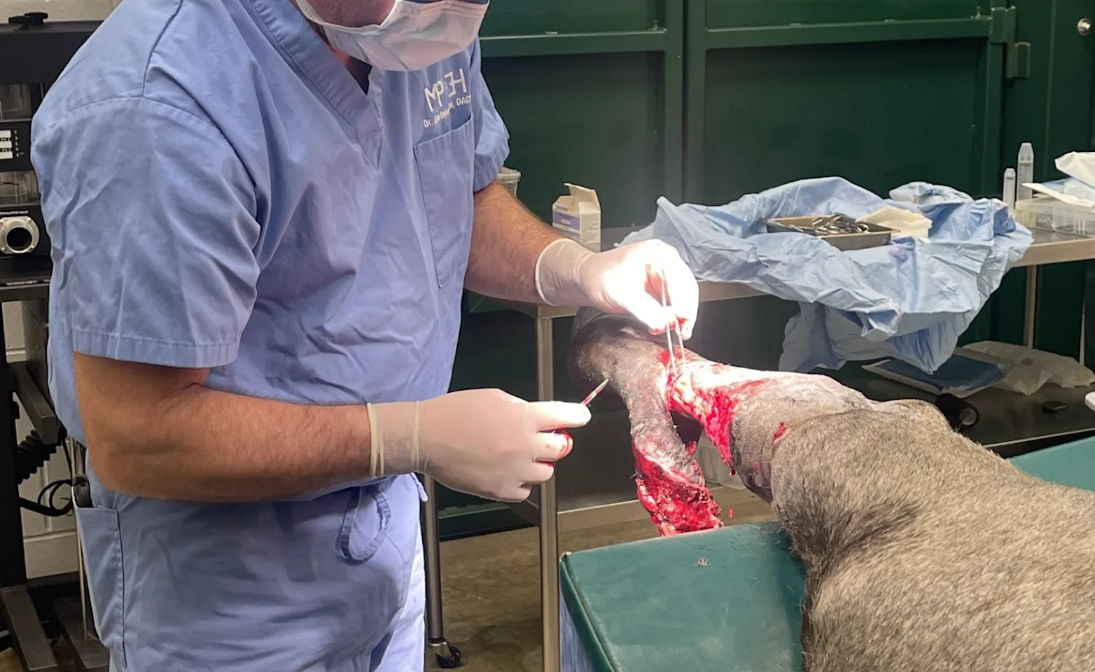 vets helping horse during surgery vets helping horse during surgery