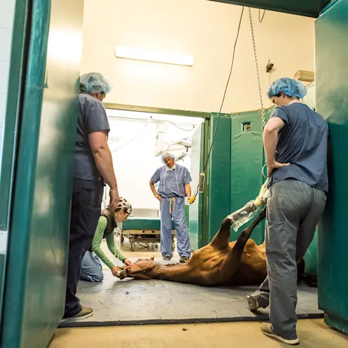 vets helping horse during surgery vets helping horse during surgery