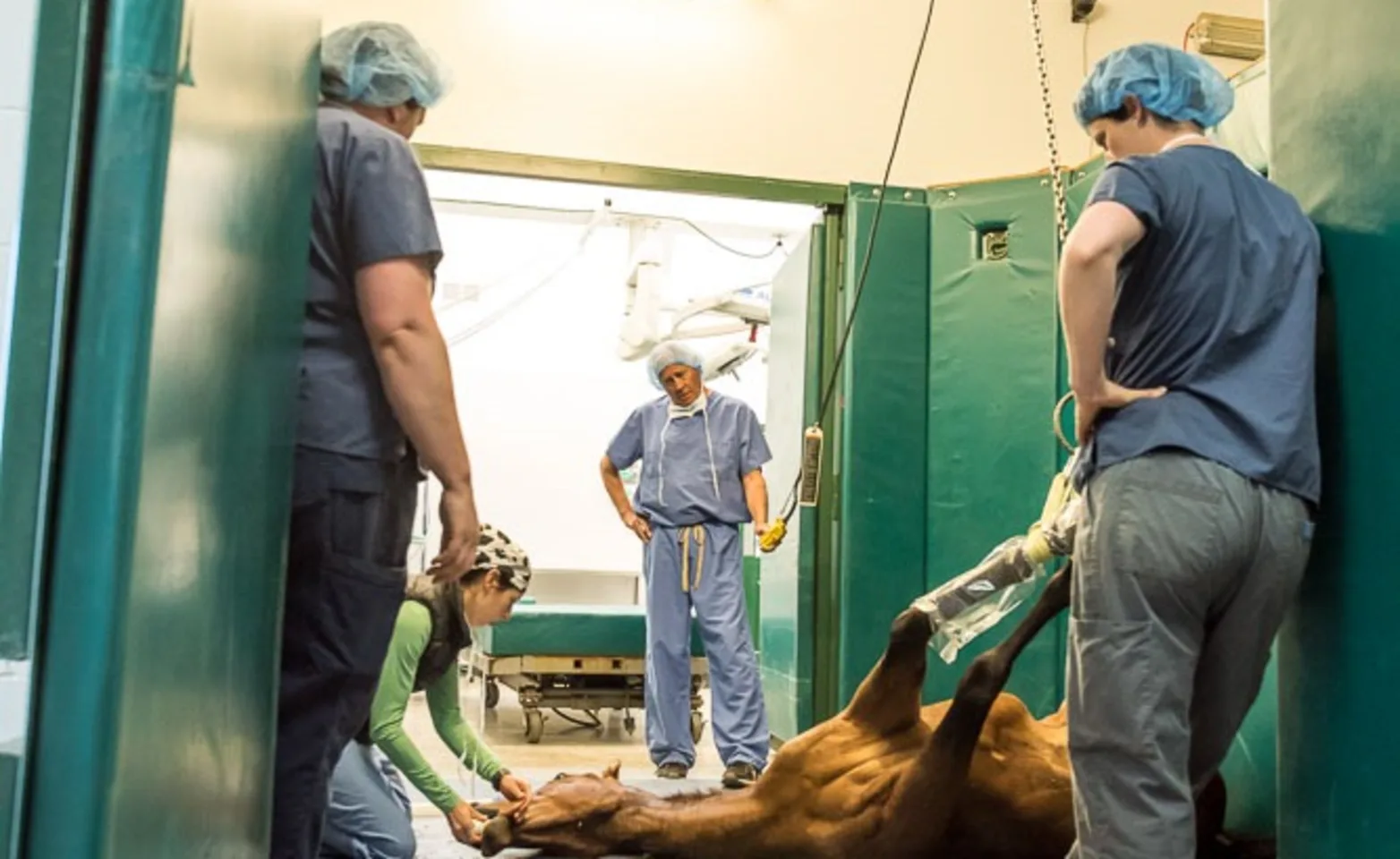 vets helping horse during surgery vets helping horse during surgery