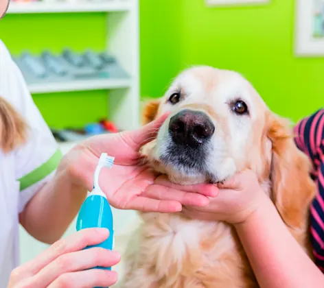 Dog mechanical toothbrush