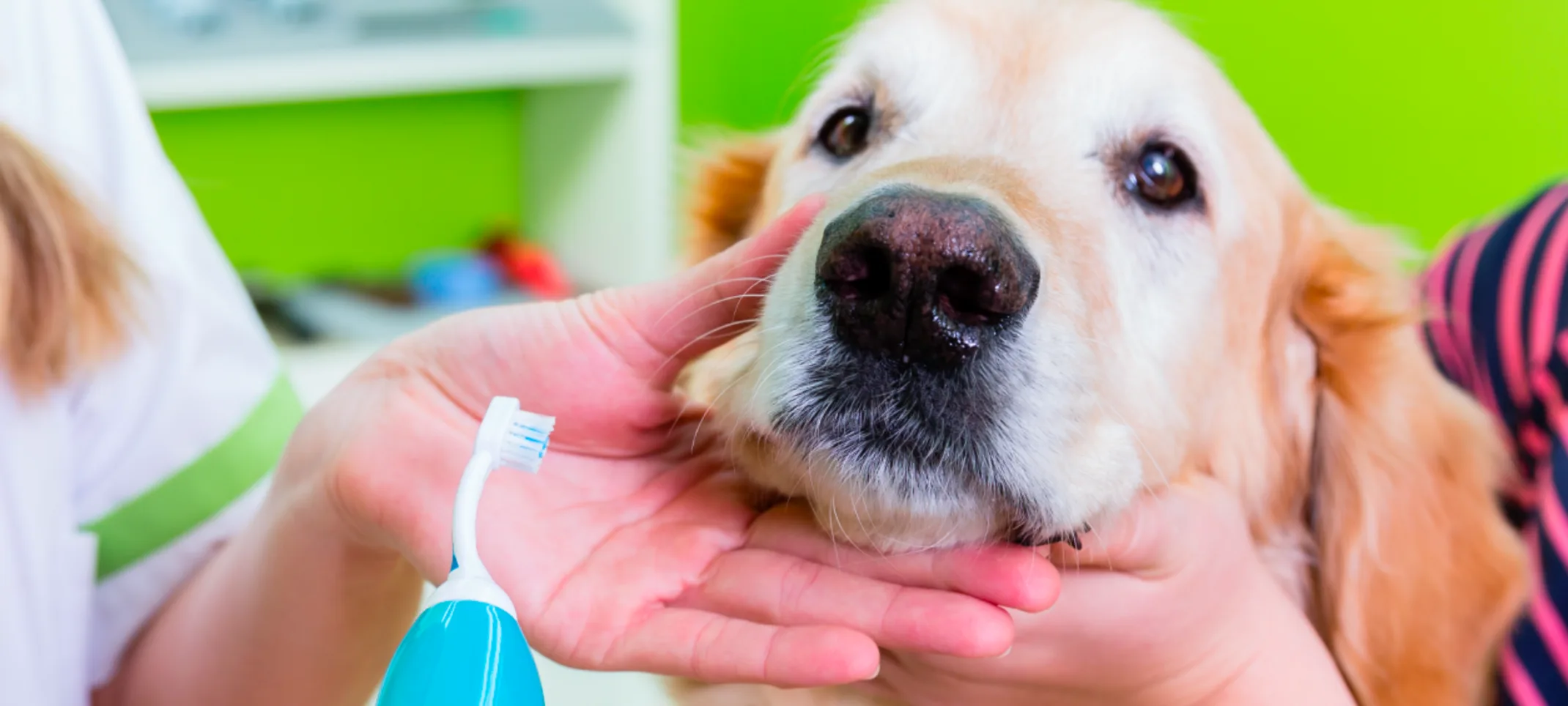 Dog mechanical toothbrush