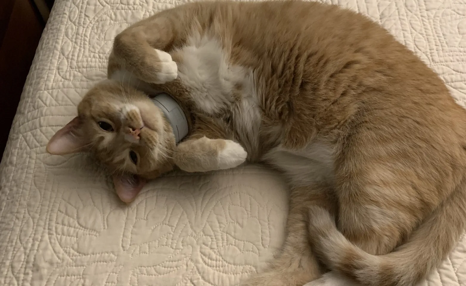 Orange cat lying on a bed Orange cat lying on a bed