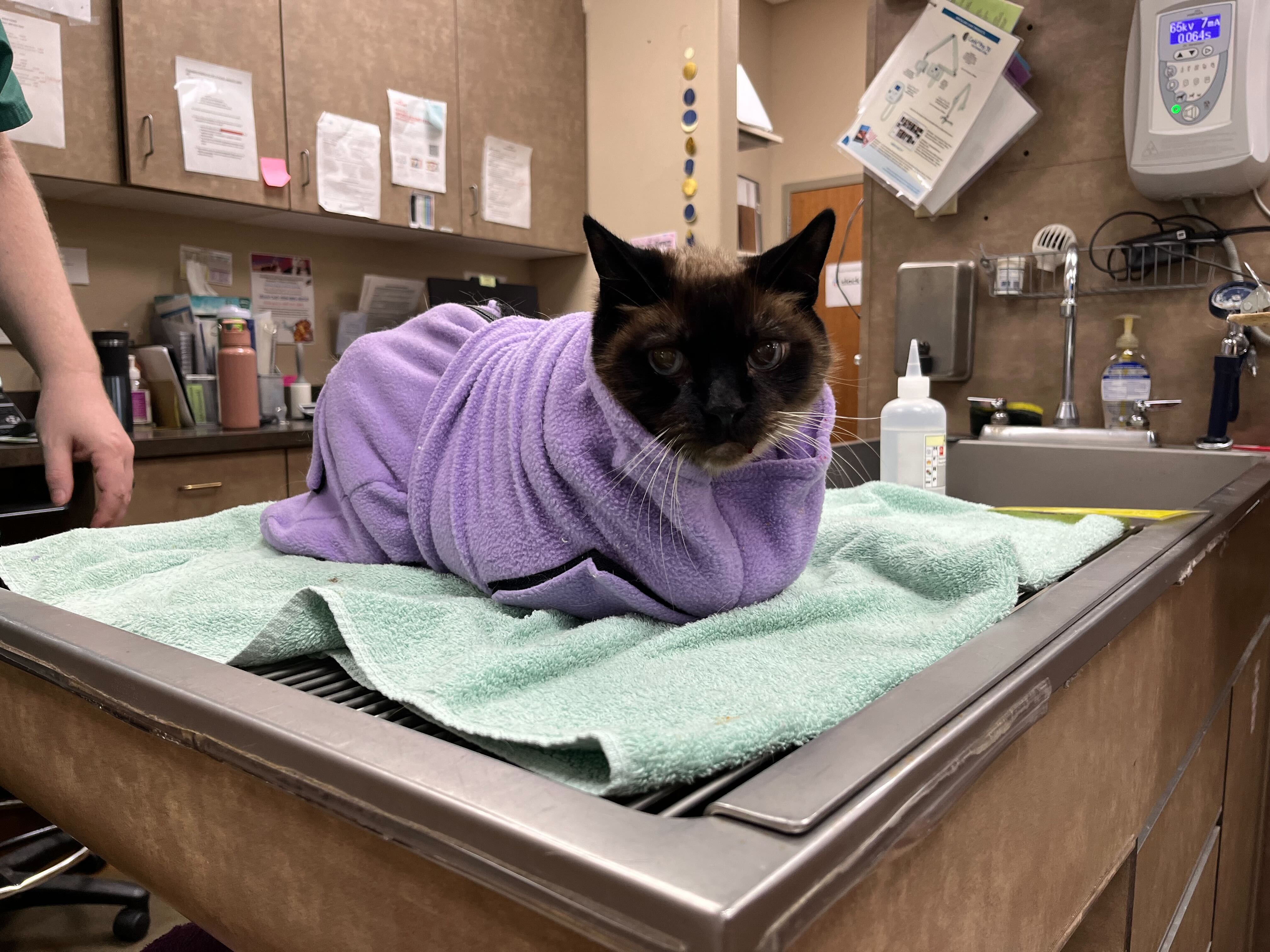A Black Cat Bundled Up in a Purple Blanket