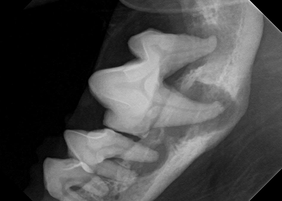 This dental radiograph reveals severe bone loss throughout the lower jaw due to tooth root abscesses, leaving minimal bone surrounding the tooth roots. Without these images, we not know that this jaw is very close to fracturing due to lack of bone