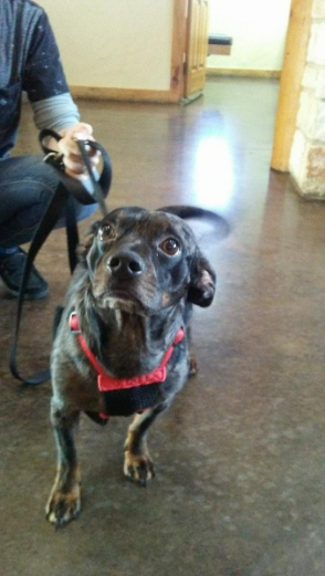 A small black dog with its owner