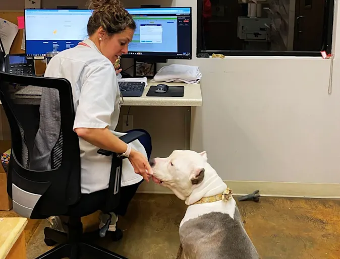 vet at computer giving dog a treat vet at computer giving dog a treat