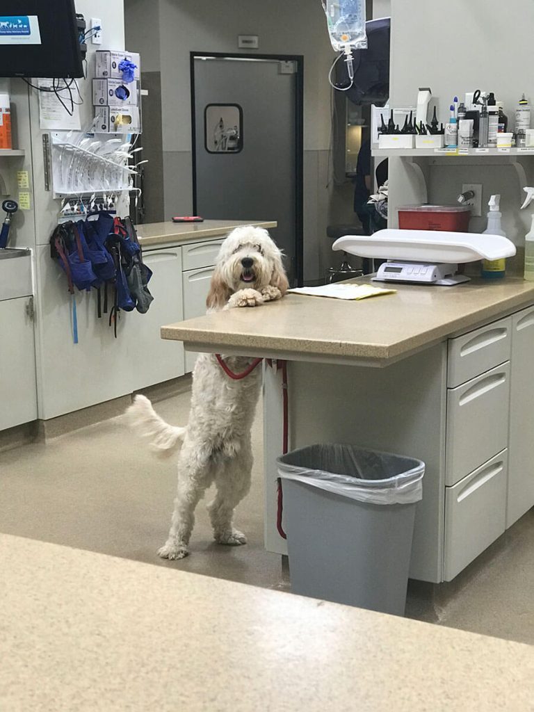 A look at one of our hospital rooms that has a dog with its paws on a counter