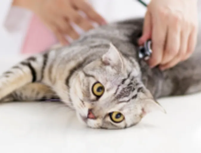 Cat being examined by doctor